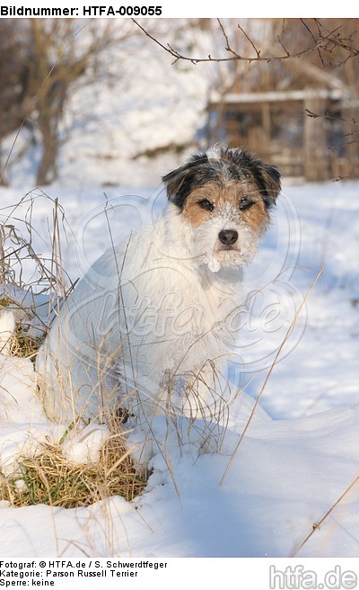 Parson Russell Terrier im Schnee / prt in snow / HTFA-009055