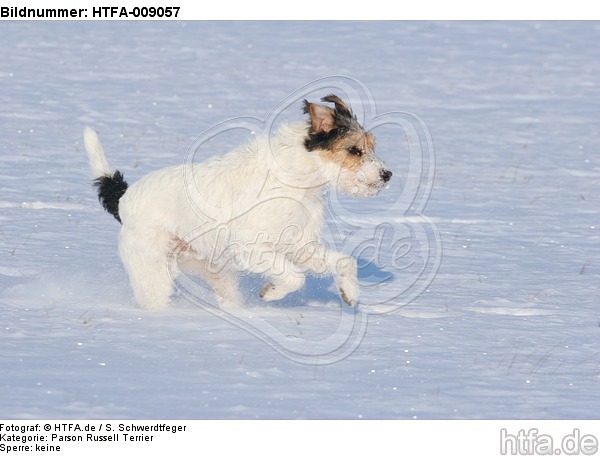 Parson Russell Terrier rennt durch den Schnee / prt running through snow / HTFA-009057