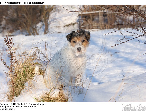 Parson Russell Terrier im Schnee / prt in snow / HTFA-009062