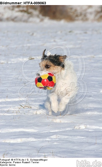 Parson Russell Terrier spielt im Schnee / prt playing in snow / HTFA-009063