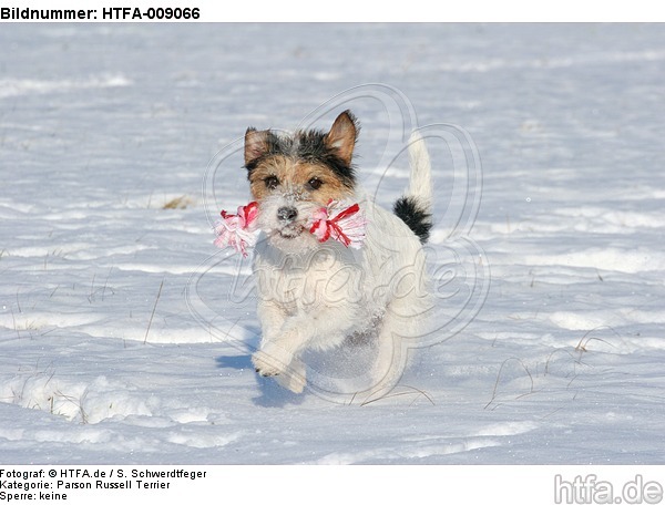 Parson Russell Terrier spielt im Schnee / prt playing in snow / HTFA-009066