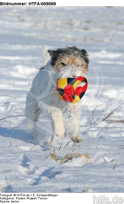 Parson Russell Terrier spielt im Schnee / prt playing in snow / HTFA-009069