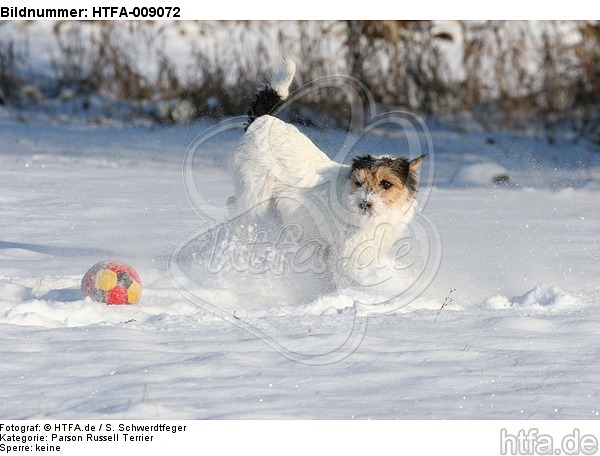 Parson Russell Terrier spielt im Schnee / prt playing in snow / HTFA-009072