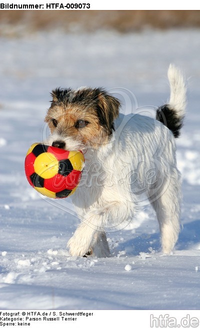 Parson Russell Terrier spielt im Schnee / prt playing in snow / HTFA-009073