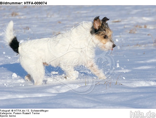 Parson Russell Terrier rennt durch den Schnee / prt running through snow / HTFA-009074