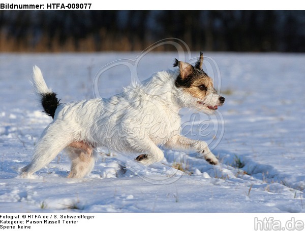 Parson Russell Terrier rennt durch den Schnee / PRT running through snow / HTFA-009077