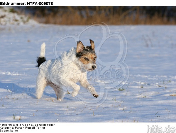 Parson Russell Terrier rennt durch den Schnee / PRT running through snow / HTFA-009078