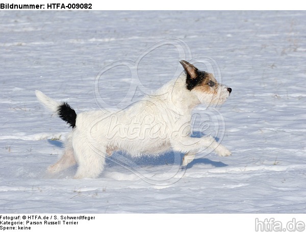 Parson Russell Terrier rennt durch den Schnee / PRT running through snow / HTFA-009082