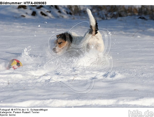 Parson Russell Terrier spielt im Schnee / PRT playing in snow / HTFA-009083
