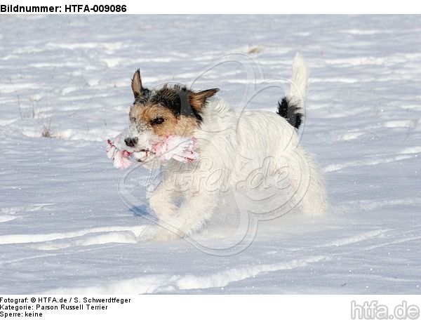 Parson Russell Terrier spielt im Schnee / PRT playing in snow / HTFA-009086