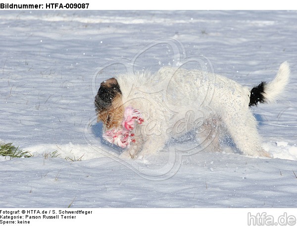 Parson Russell Terrier spielt im Schnee / PRT playing in snow / HTFA-009087