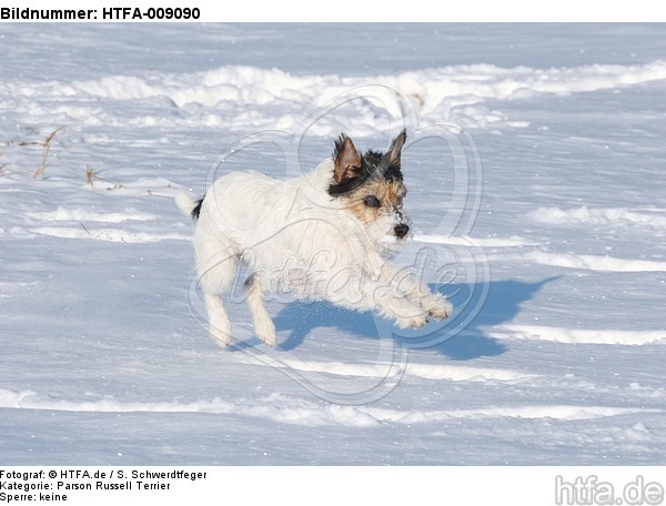 Parson Russell Terrier rennt durch den Schnee / PRT running through snow / HTFA-009090