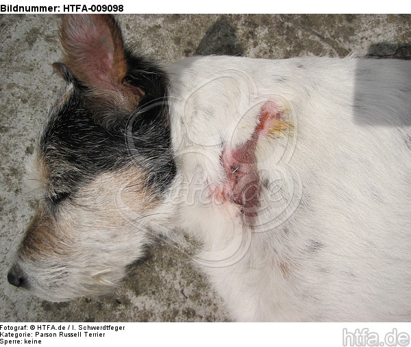 Parson Russell Terrier mit Verletzung / injured PRT / HTFA-009098