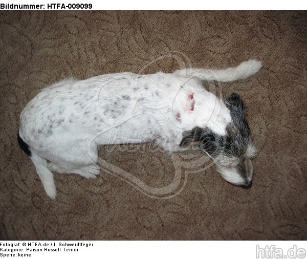 Parson Russell Terrier mit Verletzung / injured PRT / HTFA-009099