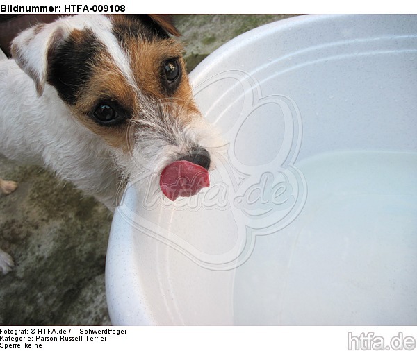 Parson Russell Terrier Portrait / HTFA-009108