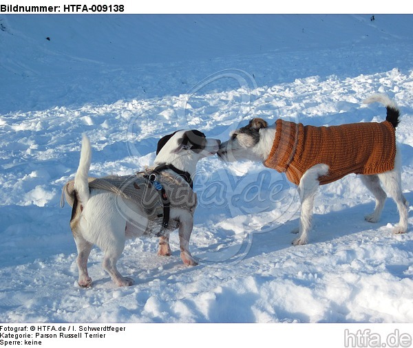2 Hunde im Schnee / 2 dogs in snow / HTFA-009138