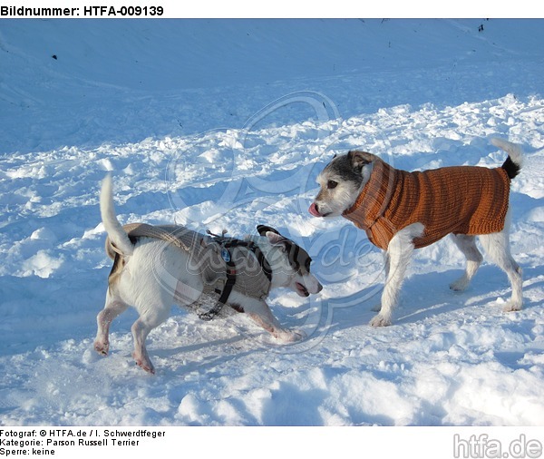 2 Hunde im Schnee / 2 dogs in snow / HTFA-009139