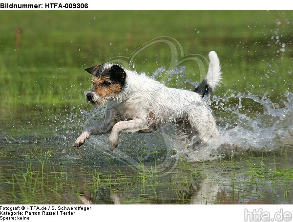 rennender Parson Russell Terrier / running PRT / HTFA-009306