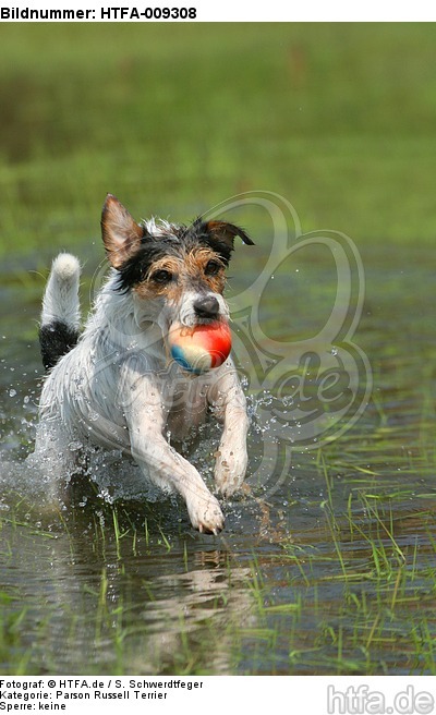 spielender Parson Russell Terrier / playing PRT / HTFA-009308