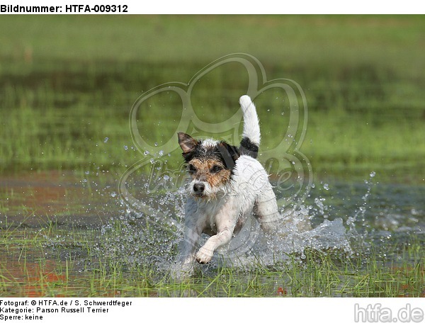 rennender Parson Russell Terrier / running PRT / HTFA-009312