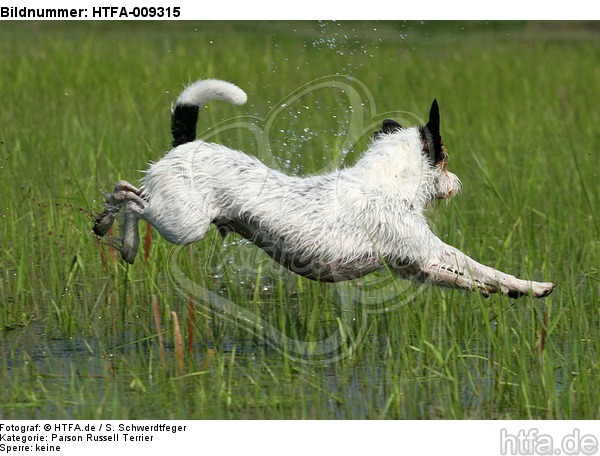 springender Parson Russell Terrier / jumping PRT / HTFA-009315
