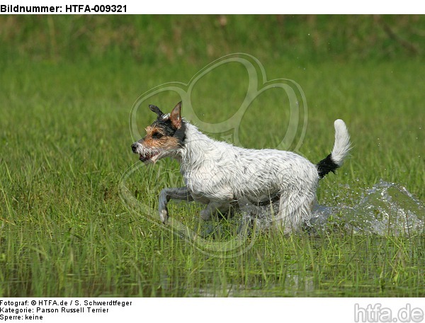 rennender Parson Russell Terrier / running PRT / HTFA-009321