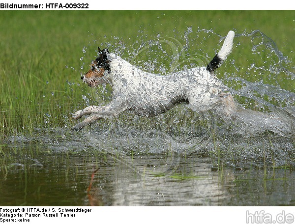 planschender Parson Russell Terrier / splashing PRT / HTFA-009322