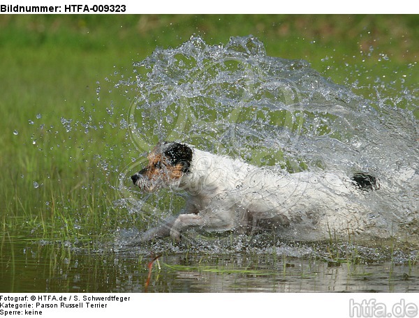 planschender Parson Russell Terrier / splashing PRT / HTFA-009323