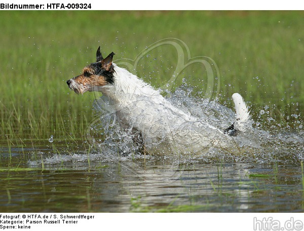 badender Parson Russell Terrier / bathing PRT / HTFA-009324