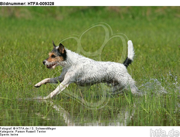 rennender Parson Russell Terrier / running PRT / HTFA-009328