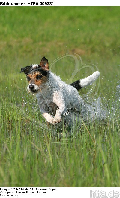 rennender Parson Russell Terrier / running PRT / HTFA-009331
