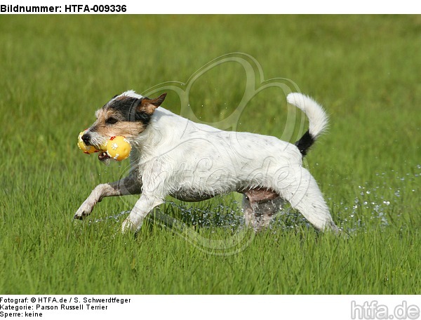 spielender Parson Russell Terrier / playing PRT / HTFA-009336