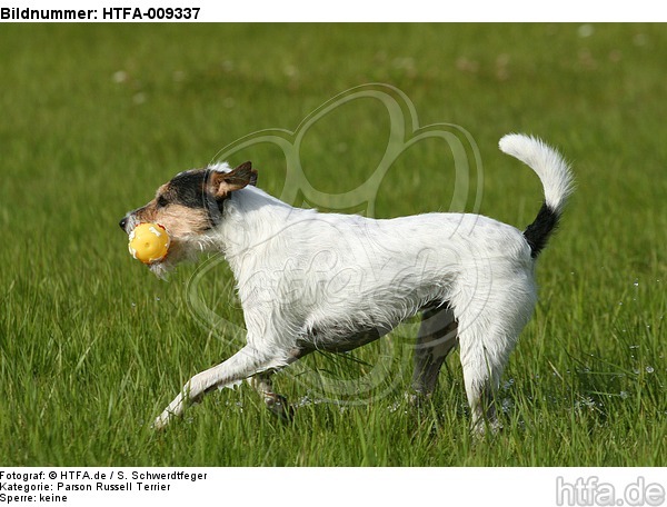 spielender Parson Russell Terrier / playing PRT / HTFA-009337