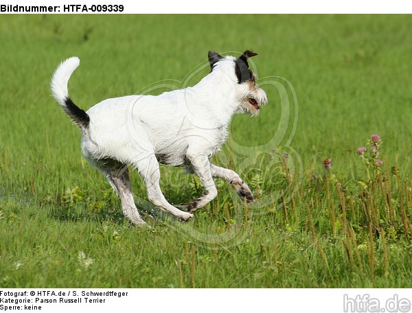 rennender Parson Russell Terrier / running PRT / HTFA-009339