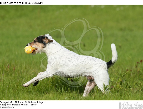 spielender Parson Russell Terrier / playing PRT / HTFA-009341