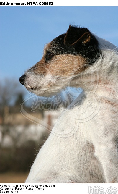 Parson Russell Terrier Portrait / PRT portrait / HTFA-009553