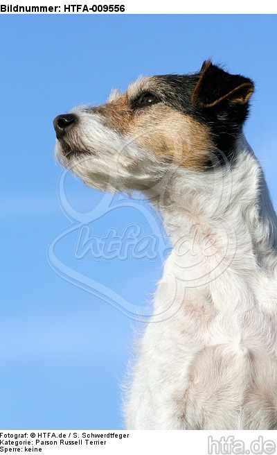 Parson Russell Terrier Portrait / PRT portrait / HTFA-009556