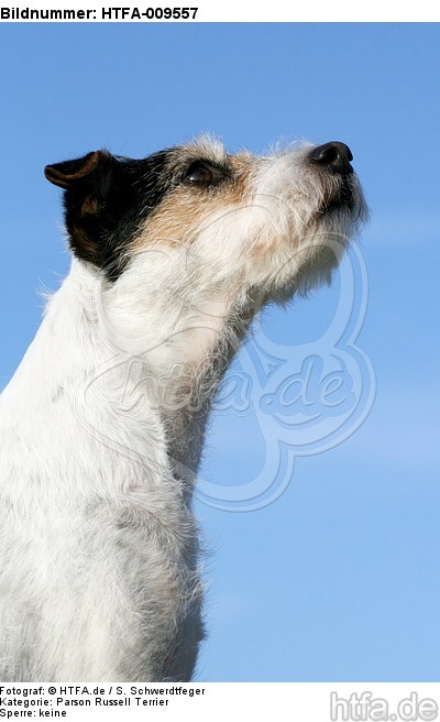 Parson Russell Terrier Portrait / PRT portrait / HTFA-009557
