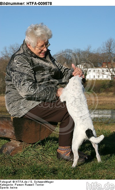 Frau streichelt Parson Russell Terrier / woman is fondling PRT / HTFA-009578