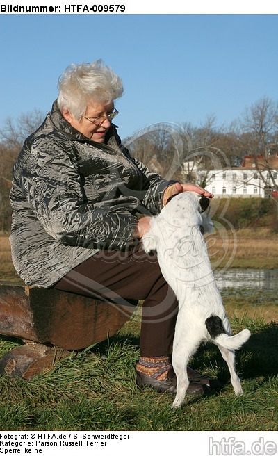 Frau streichelt Parson Russell Terrier / woman is fondling prt / HTFA-009579