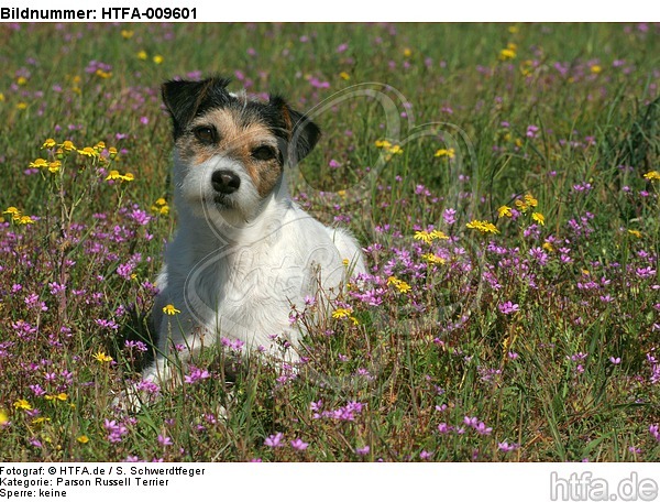 liegender Parson Russell Terrier / lying PRT / HTFA-009601