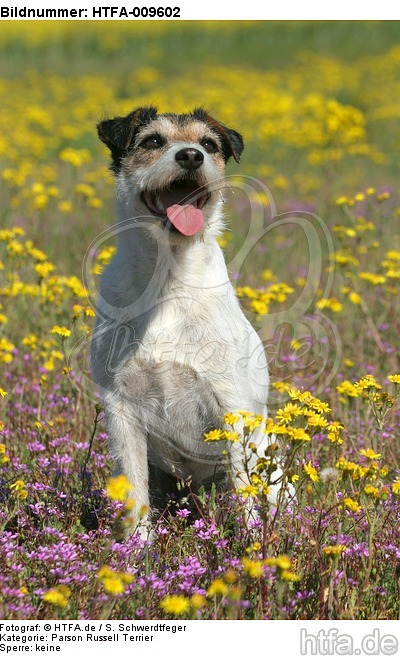 sitzender Parson Russell Terrier / sitzender PRT / HTFA-009602