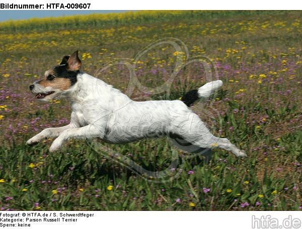 rennender Parson Russell Terrier / running PRT / HTFA-009607