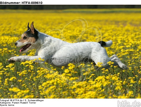 springender Parson Russell Terrier / jumping PRT / HTFA-009610