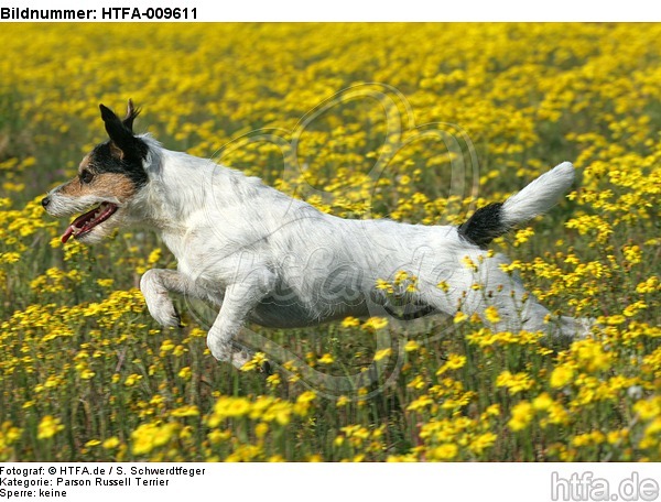 rennender Parson Russell Terrier / running PRT / HTFA-009611