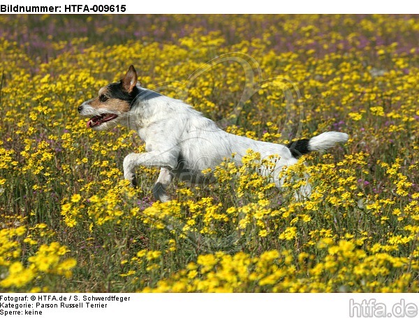 rennender Parson Russell Terrier / running PRT / HTFA-009615