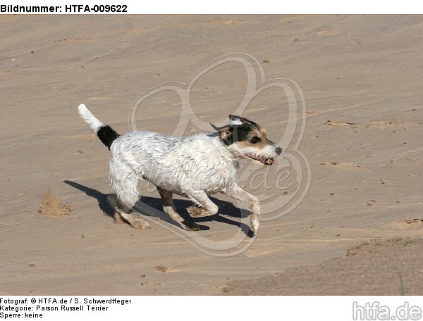 rennender Parson Russell Terrier / running PRT / HTFA-009622