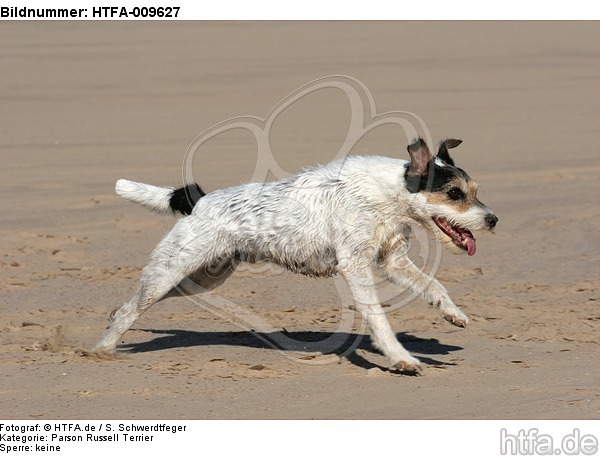rennender Parson Russell Terrier / running PRT / HTFA-009627