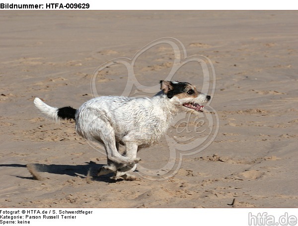 rennender Parson Russell Terrier / running PRT / HTFA-009629