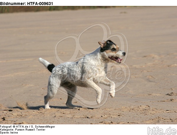 rennender Parson Russell Terrier / running PRT / HTFA-009631